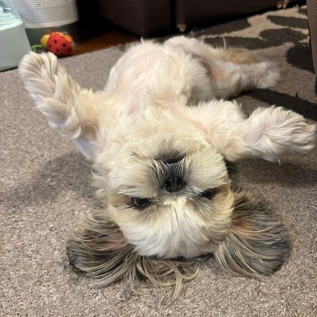 あおむけになって寝転がる5才のメルちゃん