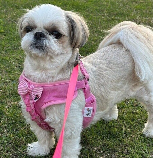 ピンク色のリードをつけるメルちゃん