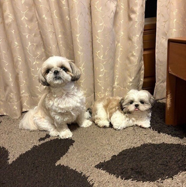 仲よく並ぶメルちゃんとりんちゃん