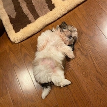 お迎え初日からあおむけになって寝転がるシー・ズー子犬→5年経った今も変わらぬ寝姿にほっこり