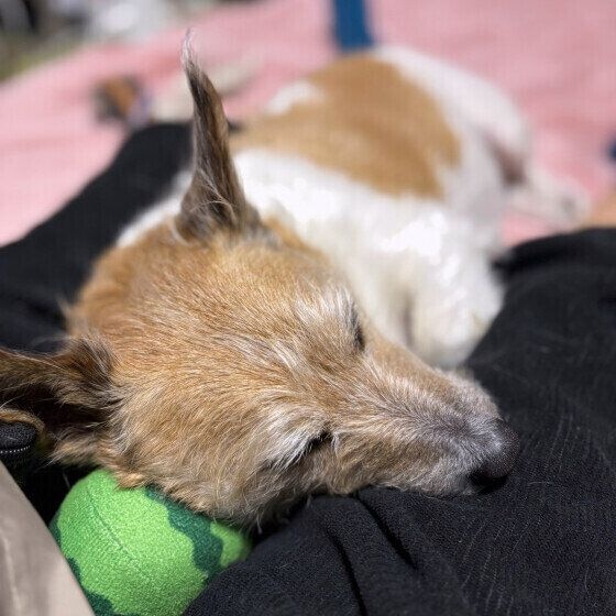 ジャック・ラッセル・テリアのタチくん