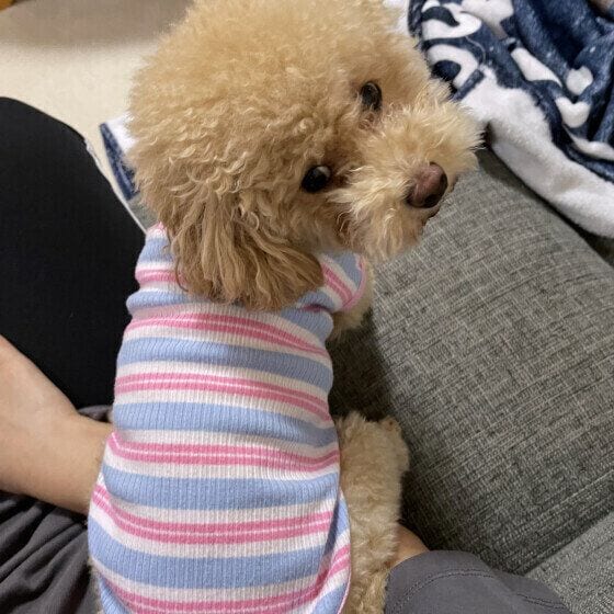 犬が人にお尻をつけてくるのはなぜ？ お尻をつけるのは愛犬からの『信頼』のサイン いぬのきもち