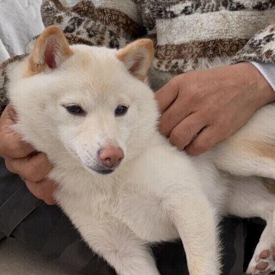 撫でてもらって気持ちよさそうな表情