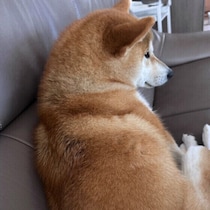 犬が人にお尻をくっつけてくるのはなぜ？ お尻をつけるのは愛犬からの『信頼』のサイン