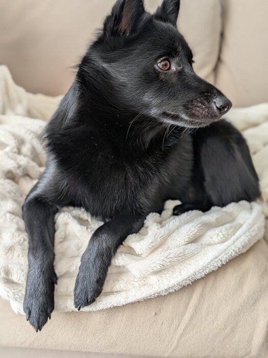 「きれいな横顔」のスキッパーキ