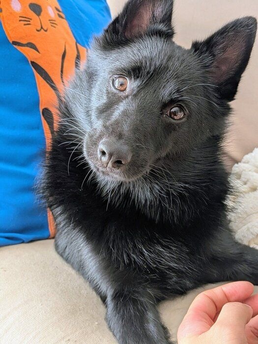 飼い主さんを見つめるスキッパーキ