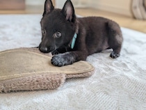 「フワフワの綿毛のような毛質」だったスキッパーキの子犬→1年で体が大きく成長し、「長くてツヤのある毛」に変化！！