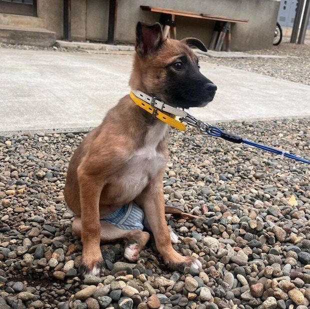 飼い主さんと初めて会ったときの犬（推定生後3カ月）