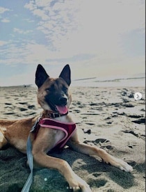 人や外、物音すべてに怖がっていた元保護犬→お迎えしてちょうど1年が経ち、少しずつ心を開き柔らかい表情を見せるコに成長！