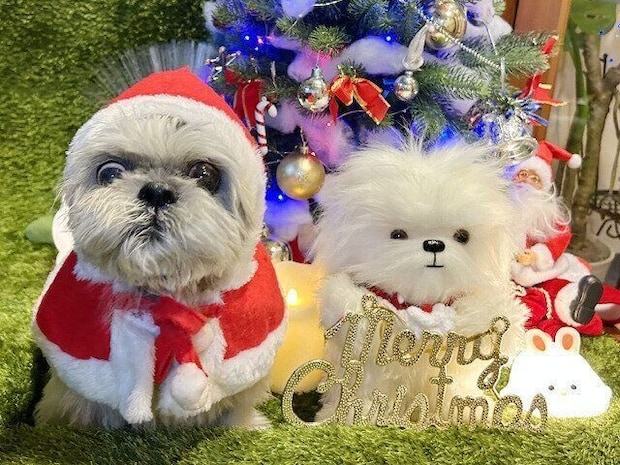 シーズー犬マンガてんぽshihtzu