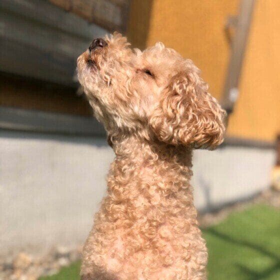 トイ・プードル　そらくん  