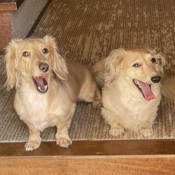 カニーンヘン・ダックスフンド　そら  