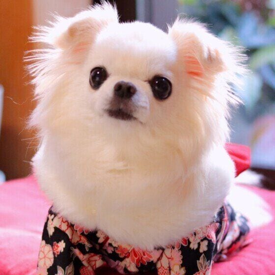 チワワ　ミルク  