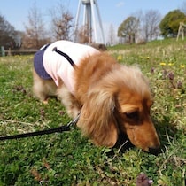 犬が鼻をフンッと鳴らす理由　行動からわかる犬の気持ちを獣医師が解説