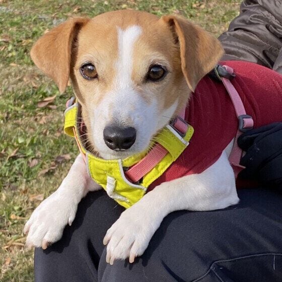 ジャック・ラッセル・テリア ひざの上で日向ぼっこ