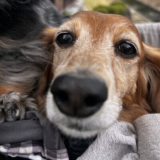 ミニチュア・ダックスフンド うな シニア顔