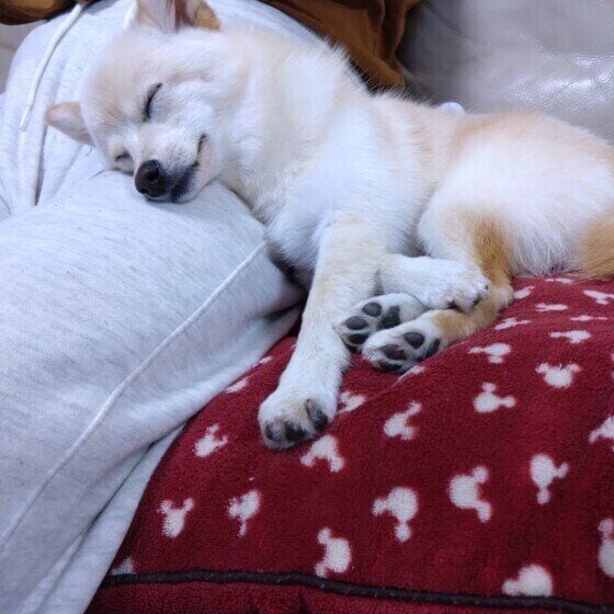 Mix(雑種)小型犬 ひざにアゴのせてたら