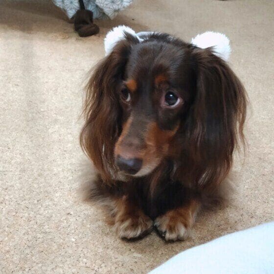 ダックスフンド 茶子 いつになったら