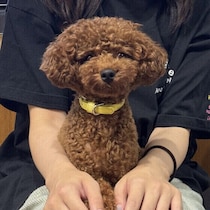 犬が飼い主の上に乗る理由は？行動の背景と心理を獣医師が解説