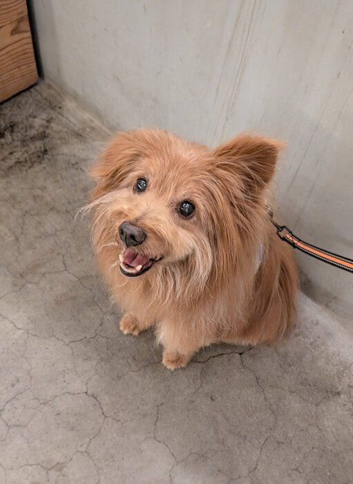 キラキラのおめめの犬の写真