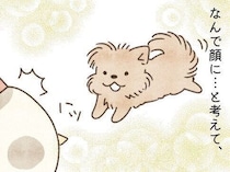 換毛期でも癒しが勝つ。冬と“抜け毛を愛でる”暮らし｜連載「こぐま犬てんすけ」vol.300