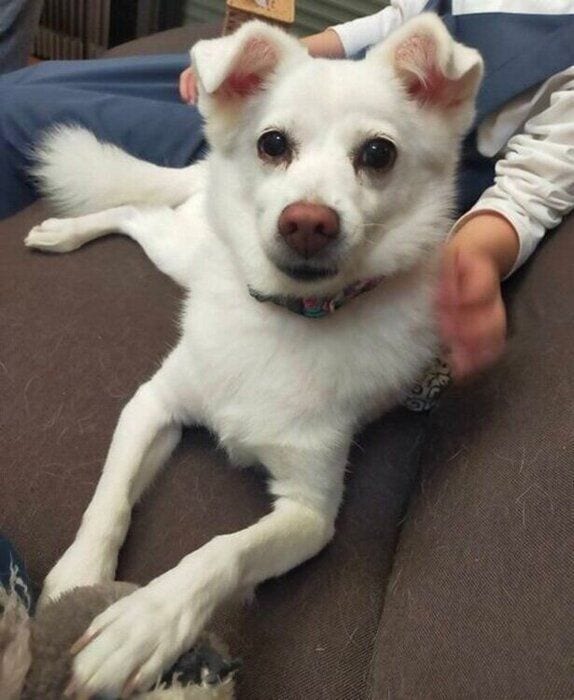 カメラのほうを見つめるシャンピィちゃん