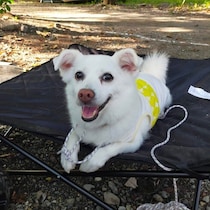 「お互い同じ犬に惹かれていた」素敵な縁で7才でお迎えされた元保護犬　13才の今、甘えん坊な姿を見せる愛情あふれる日々にほっこり