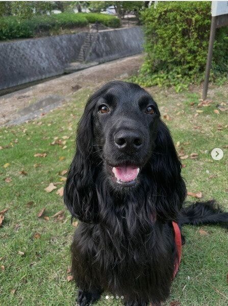 記念日を迎えたイングリッシュ・コッカー・スパニエル(2才2ヵ月)