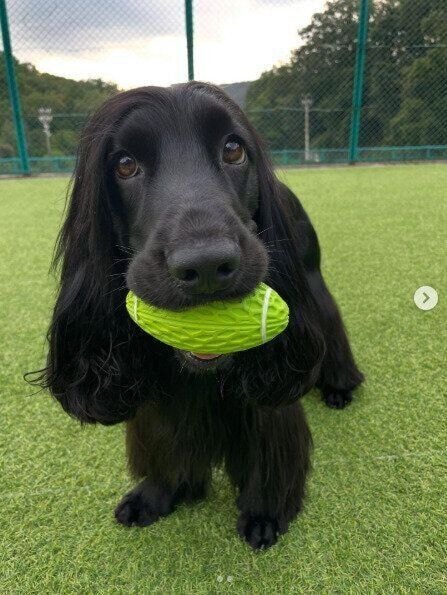 ドッグランで遊ぶイングリッシュ・コッカー・スパニエル