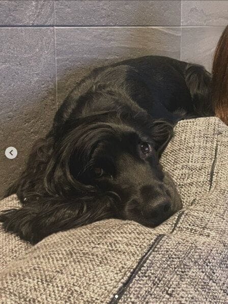 寝そべって飼い主さんを見ている様子のイングリッシュ・コッカー・スパニエル