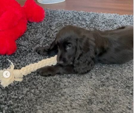 お迎えして間もない頃のイングリッシュ・コッカー・スパニエル(生後2ヵ月)