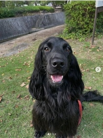 遊ぶのが大好きな生後2カ月のイングリッシュ・コッカー・スパニエル子犬→約2年後、明るく活発なコに成長！