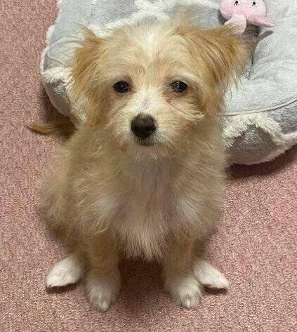 お迎え当時の犬