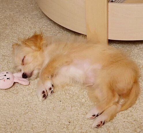 トライアルではじめて家に来た日の犬(生後3ヵ月)