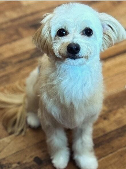 トリミング後、すっきりした犬