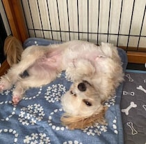 虚ろな目をしていた元保護犬子犬→約1年後、今では家族に笑顔をもたらすコに！