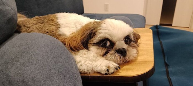 まったりするふがしちゃん