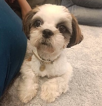 天真爛漫な保護犬シー・ズーと家族に　お迎えして8カ月、見えてきた“成長の軌跡”にほっこり