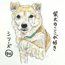 柴犬あるある、欲しい時は“高速お手”連打するとこ｜連載「ここ掘れここ柴」vol.302