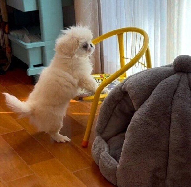 お迎えして間もないころのぺたろーくん