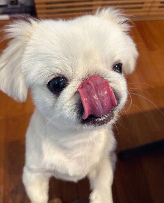 舌をぺろっとするぺたろーくん