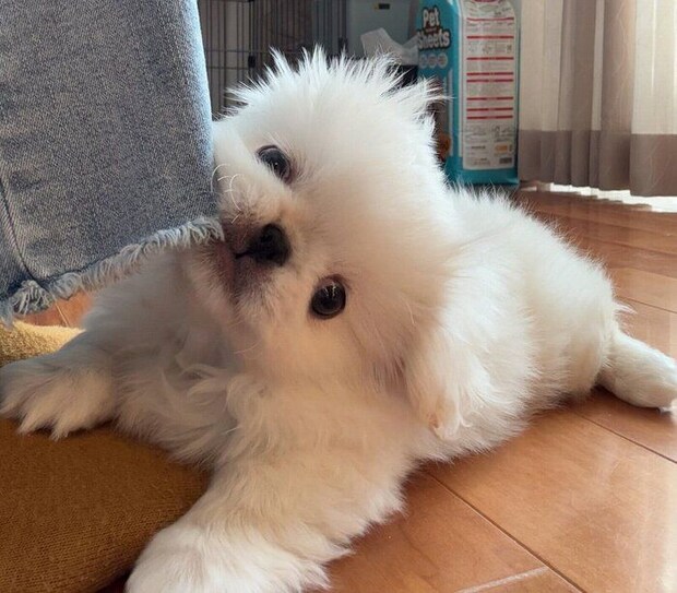 お迎えして間もないころのぺたろーくん