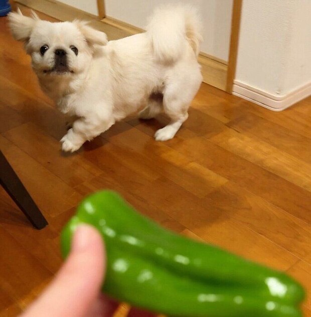 ピーマンを見てびっくりするぺたろーくん