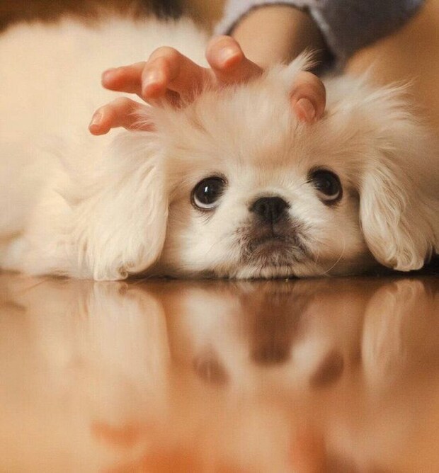 アンニュイな憂い顔が可愛いぺたろーくん