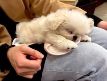 初対面で膝の上で爆睡したペキニーズの子犬　1才で“個性全開のおもしろいコ”に成長！