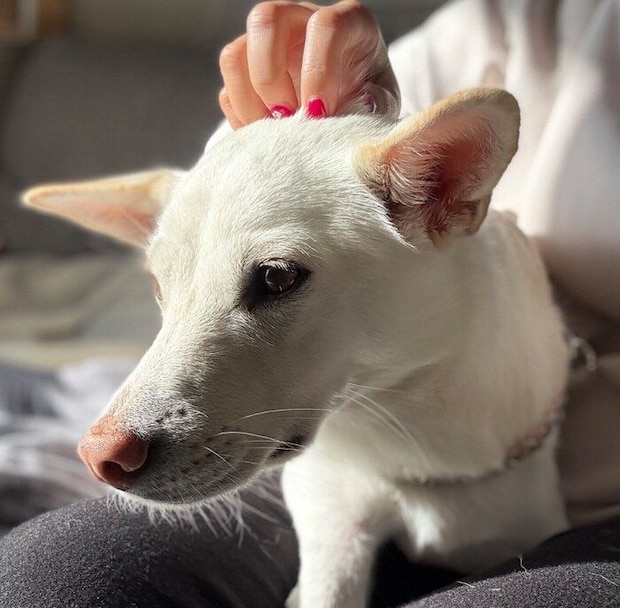飼い主さんの膝の上に乗るハルちゃん