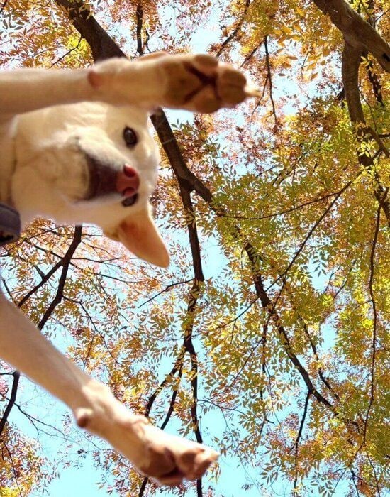 飼い主さんとお出かけをするハルちゃん