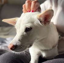 飼い主が外出すると勘違いした元保護犬　膝の上に乗って離れない姿に愛があふれていた