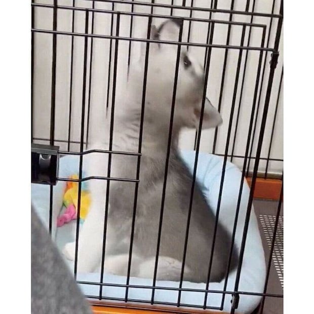 遠吠えするゆのくん