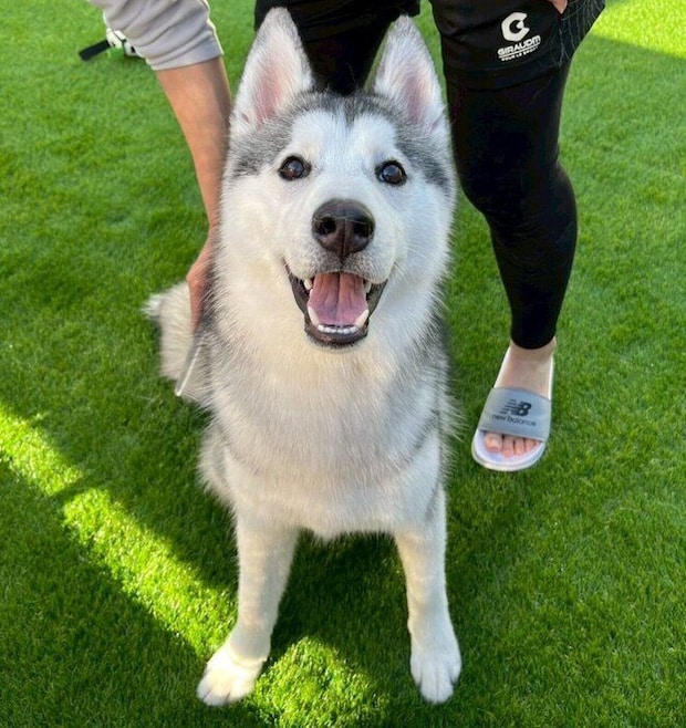 シャンプー後でふわふわなゆのくん